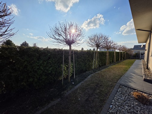 Realizacja żywopłot